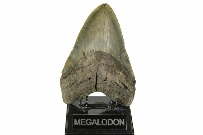 Giant, Fossil Megalodon Tooth - Foot Shark! #192473